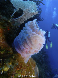 Another beautiful sponge in Utila Honduras. by Lee Arbo 